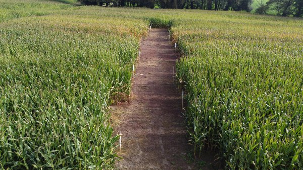 Productividad, estabilidad y adaptabilidad de cultivares de maíz forrajero en Galicia
