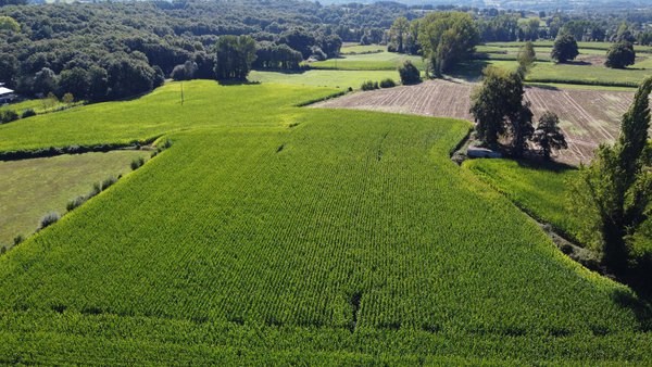 Evaluación de variedades de maíz forrajero en Galicia (1999-2023). Actualización 2024