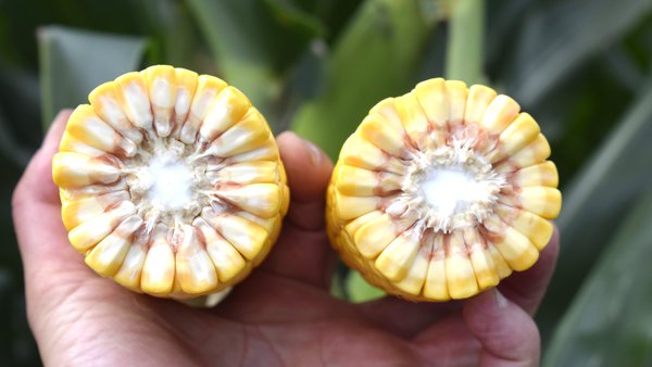 Objetivo: un cultivo de maíz rentable, controlado y sostenible