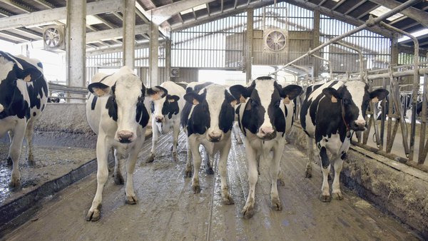 Monitoreo do estrés por calor en vacas leiteiras (I): índices térmicos, trazos fisiolóxicos e de comportamento