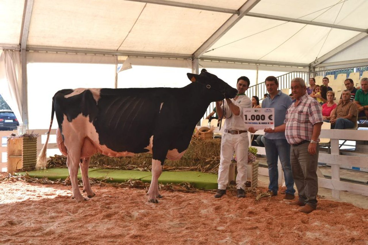 ¡La nueva vaca gran campeona de Tineo se llama Venturo Yorick Zambra!