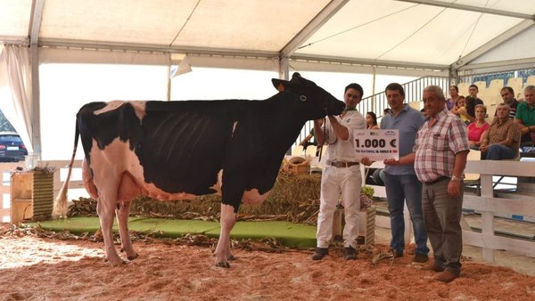 ¡La nueva vaca gran campeona de Tineo se llama Venturo Yorick Zambra!
