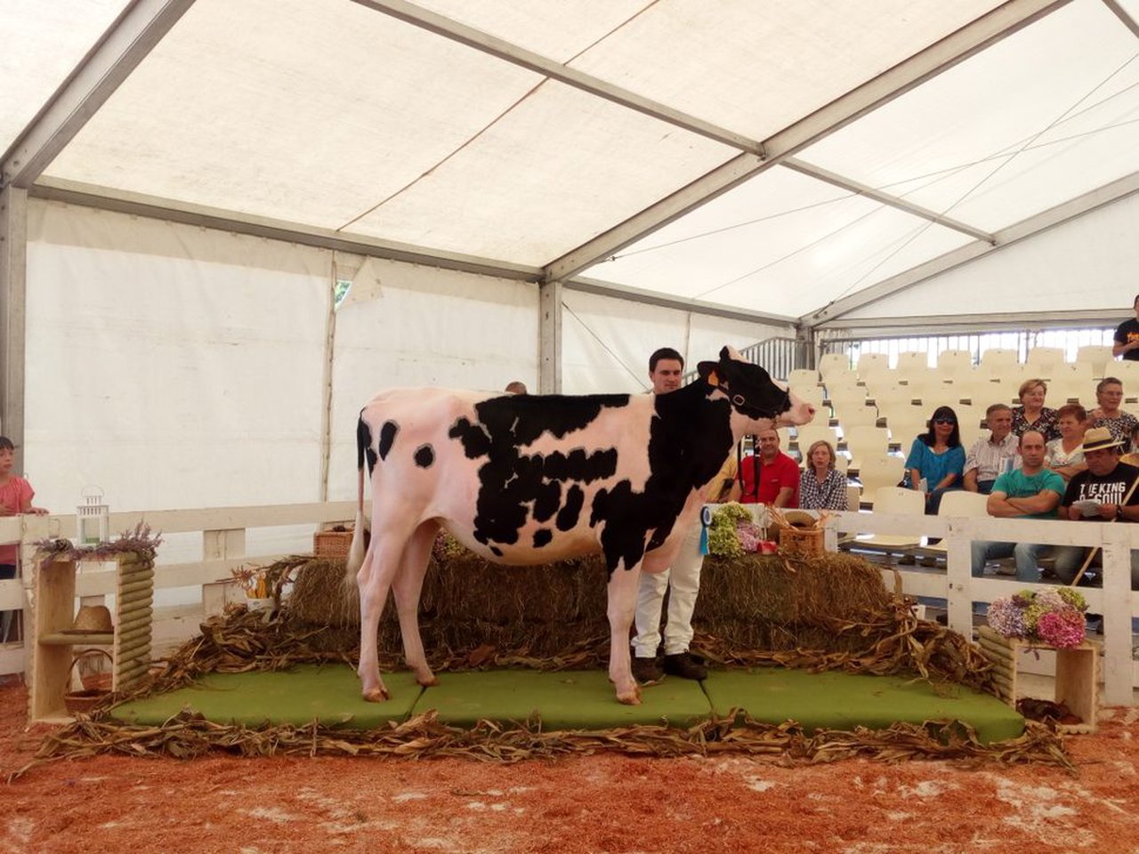 Venturo Jacoby Ronda ET se proclama novilla gran campeona en Tineo