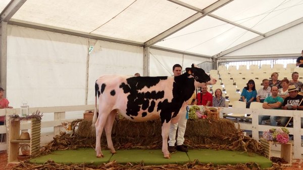 Venturo Jacoby Ronda ET se proclama novilla gran campeona en Tineo