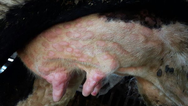 Nódulos en ubres (fotografía de Tsviatko Alexandrov difundida por el Ministerio de Agricultura)