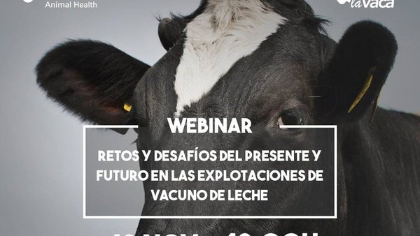 Todo listo para o segundo webinar da serie “Rumiando los jueves” de MSD Animal Health