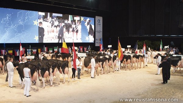 14 vacas españolas competirán en la próxima Confrontación Europea de Raza Holstein
