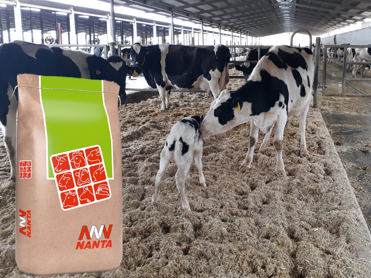 Nanta Dairy Start, el programa para la optimización del bienestar y la longevidad del vacuno lechero