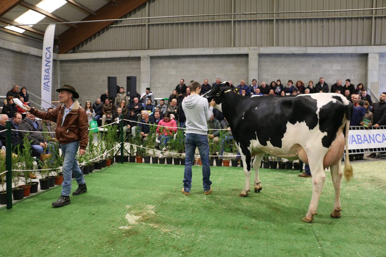Adjudicados 19 animales en la subasta de Mazaricos