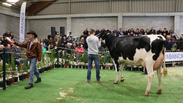 Adjudicados 19 animales en la subasta de Mazaricos