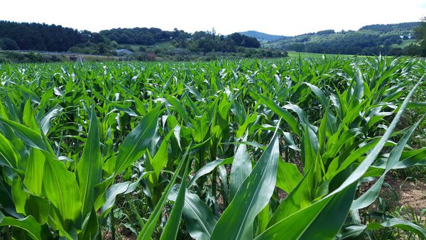 Fertiberia Tech presenta Profertil, un bioestimulante foliar de alto rendemento