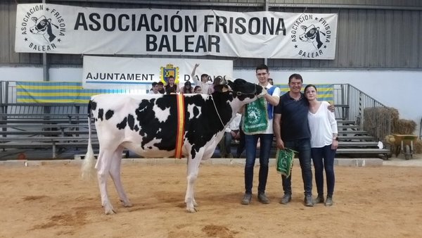 Torre Doorman Dorotea se proclama novilla gran campeona