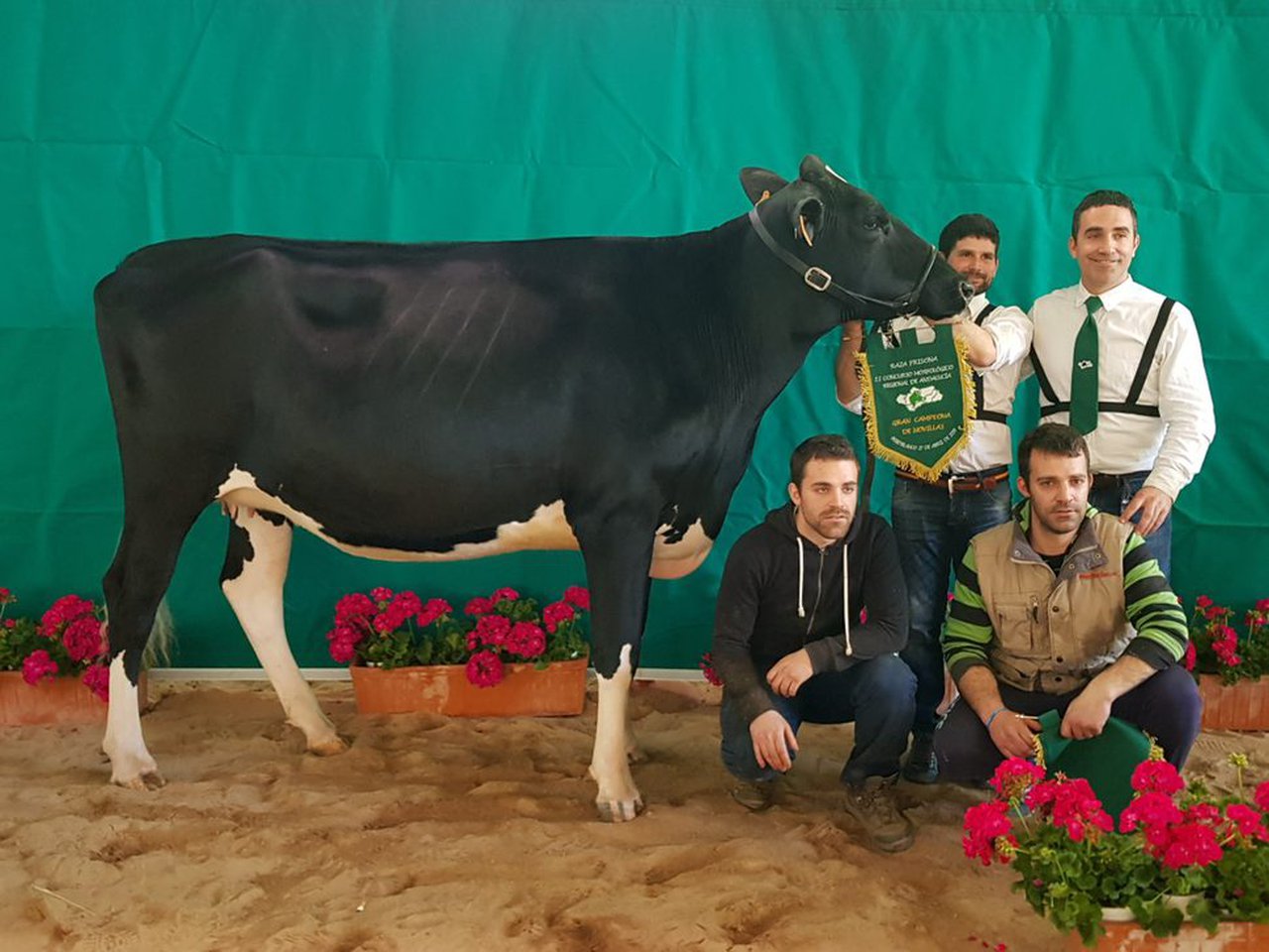 Vistahermosa Doorman Mila ET, novilla gran campeona de Pozoblanco