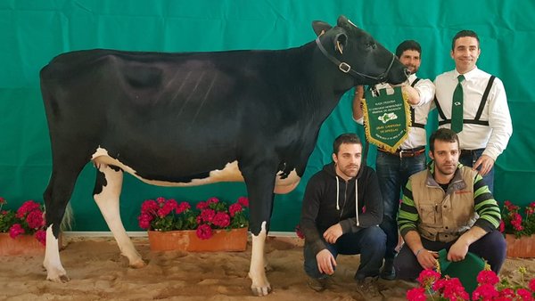 Vistahermosa Doorman Mila ET, novilla gran campeona de Pozoblanco