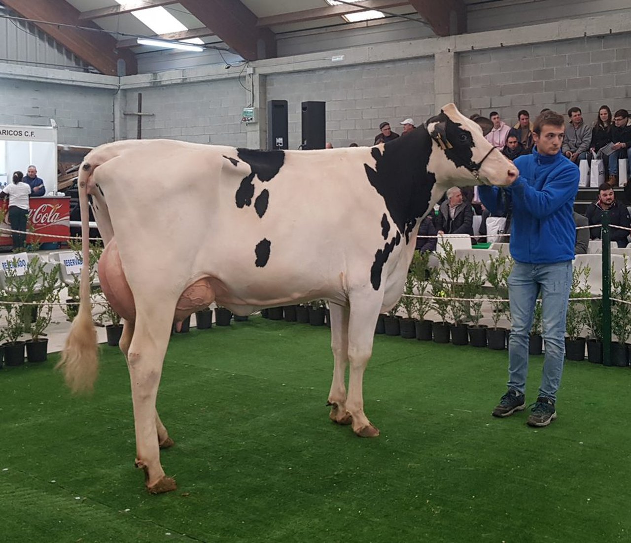 Adjudicados los 19 animales subastados en Mazaricos
