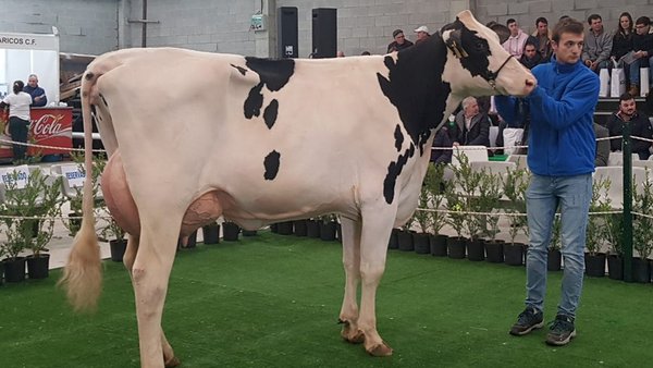 Adjudicados los 19 animales subastados en Mazaricos