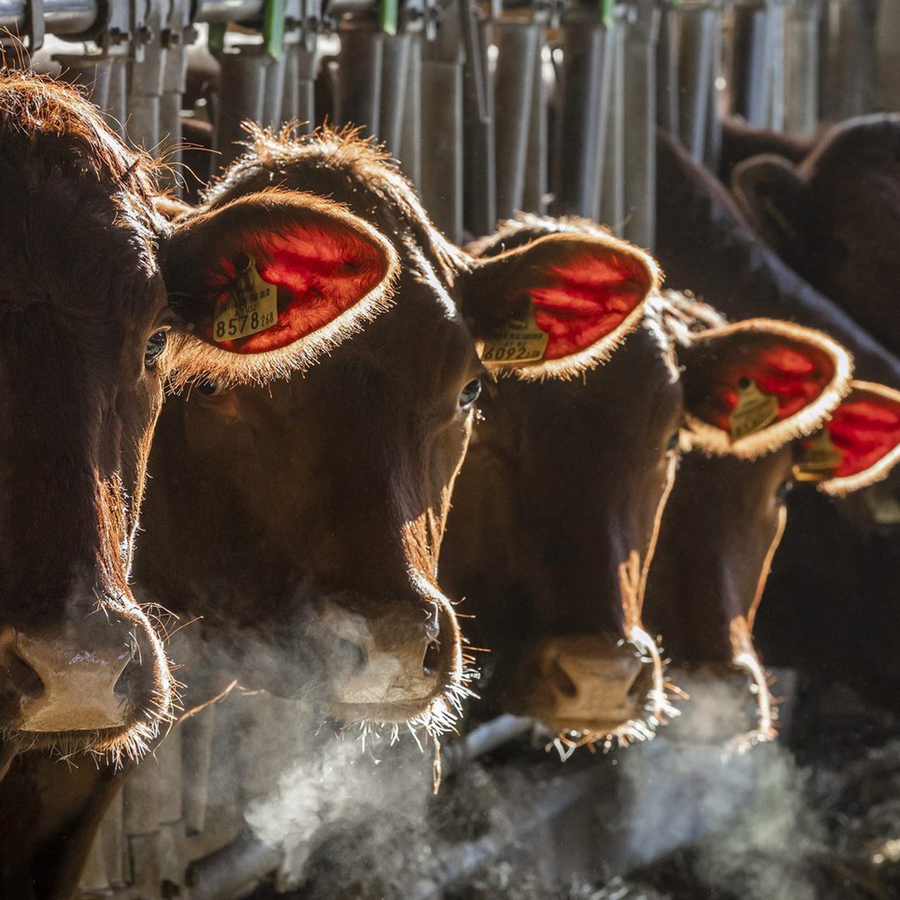 Boehringer Ingelheim e a Asociación Mundial de Buiatría abren a solicitude para o Premio ao Benestar Animal en Ruminantes