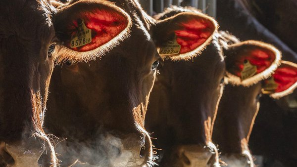 Boehringer Ingelheim e a Asociación Mundial de Buiatría abren a solicitude para o Premio ao Benestar Animal en Ruminantes