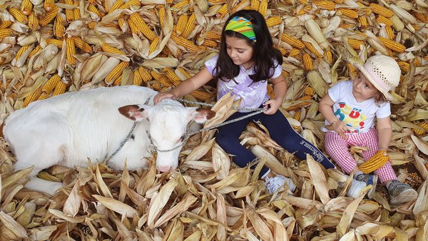 ¡Casa Alonso gana la quinta edición de "Outra Vaca no Millo"!