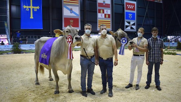 Polina, elegida vaca gran campeona en el nacional de pardas
