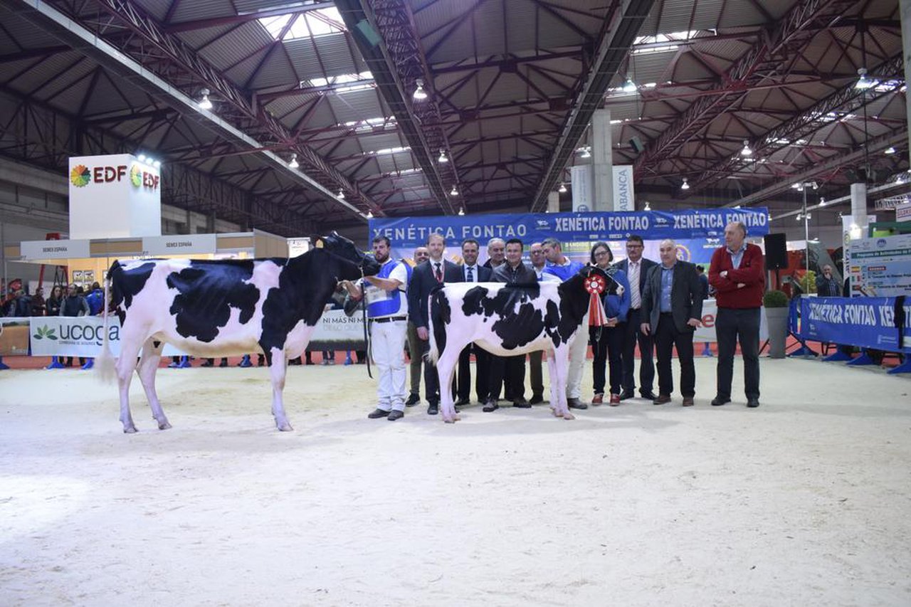 Cudaña Amok Solomon ET, novilla gran campeona de GandAgro 2019