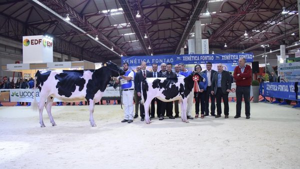 Cudaña Amok Solomon ET, novilla gran campeona de GandAgro 2019