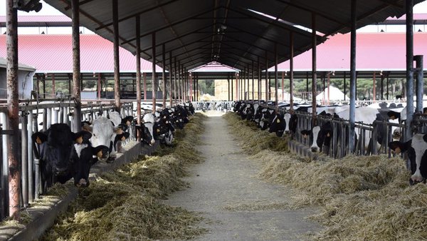 La Xunta insta al Estado a fomentar un acuerdo nacional entre distribución, industria y ganaderos de leche