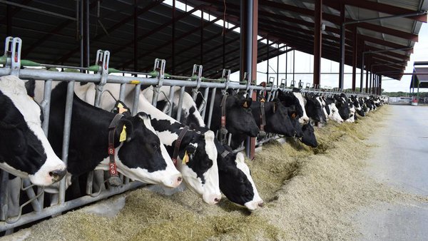 Abierto el plazo para solicitar las ayudas directas de la PAC para 2022