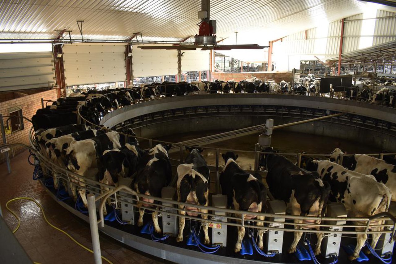 Efectos del estrés por calor y del enfriamiento de las vacas en la economía de la granja lechera (II)