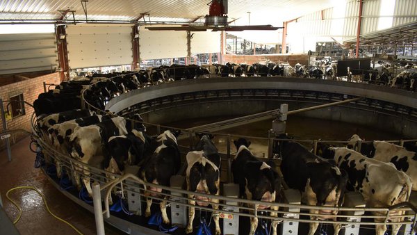 Efectos del estrés por calor y del enfriamiento de las vacas en la economía de la granja lechera (II)