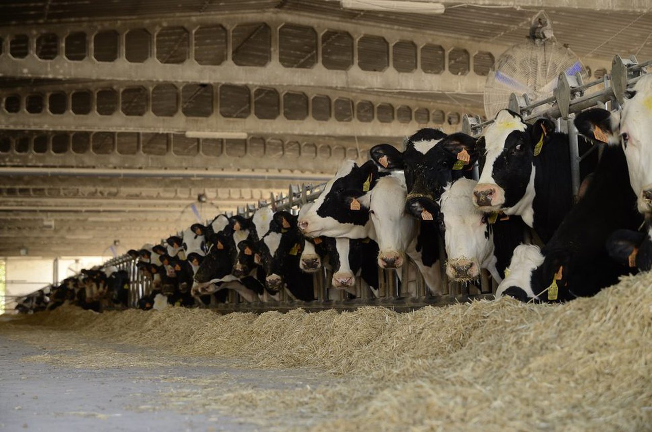 El IRTA, la ANSES, NEIKER, la ENVT y la UAB presentan INNOTUB, un proyecto para combatir la tuberculosis animal