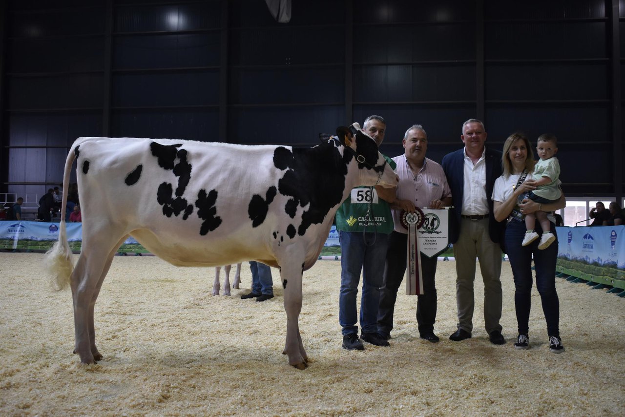Venturo Chief Link destaca en Gijón como ternera campeona en el Concurso Regional de Asturias 2023