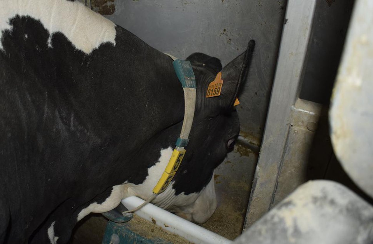 Agromuralla alerta sobre la situación crítica de las explotaciones de leche gallegas por las subidas de la luz, los piensos y los abonos