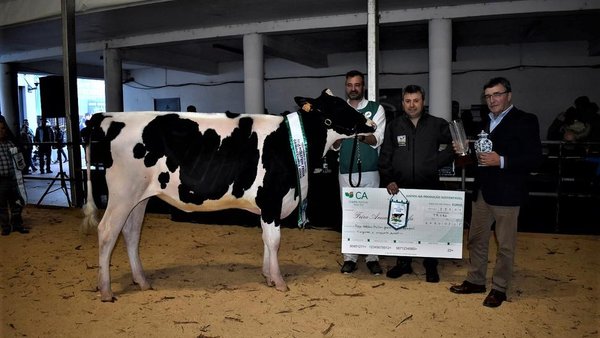 Encanto Emilio 619, novilla gran campeona en Trofa