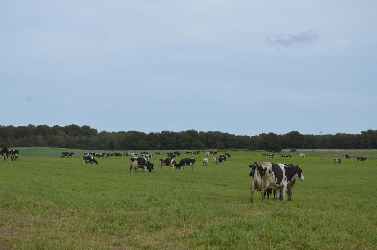 La OPL denuncia la devaluación de la calidad de la leche de pastoreo con ofertas ridículas de la distribución