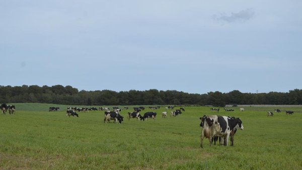 La OPL denuncia la devaluación de la calidad de la leche de pastoreo con ofertas ridículas de la distribución