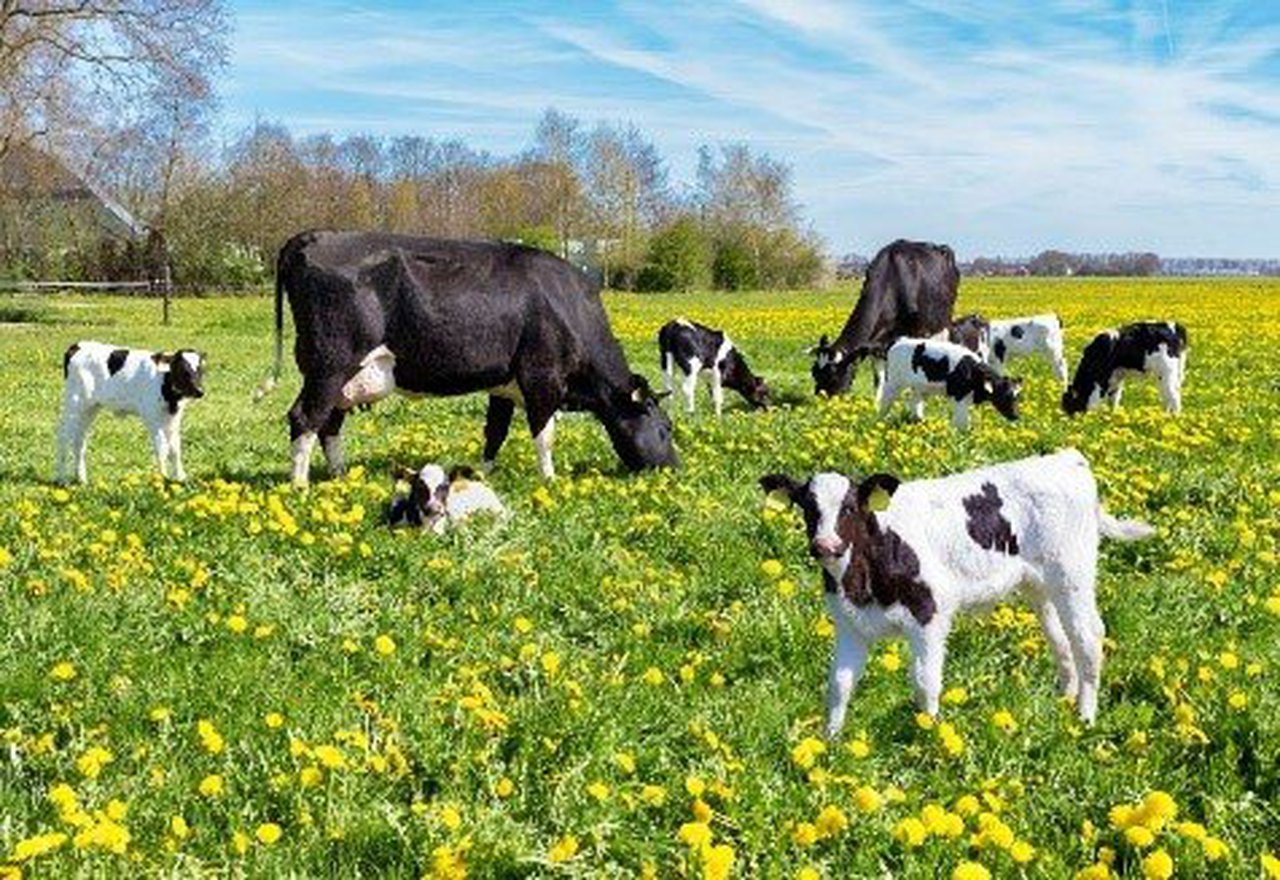 O aceite de palma e os seus ácidos graxos cobran importancia na nutrición animal