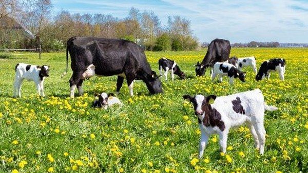 O aceite de palma e os seus ácidos graxos cobran importancia na nutrición animal
