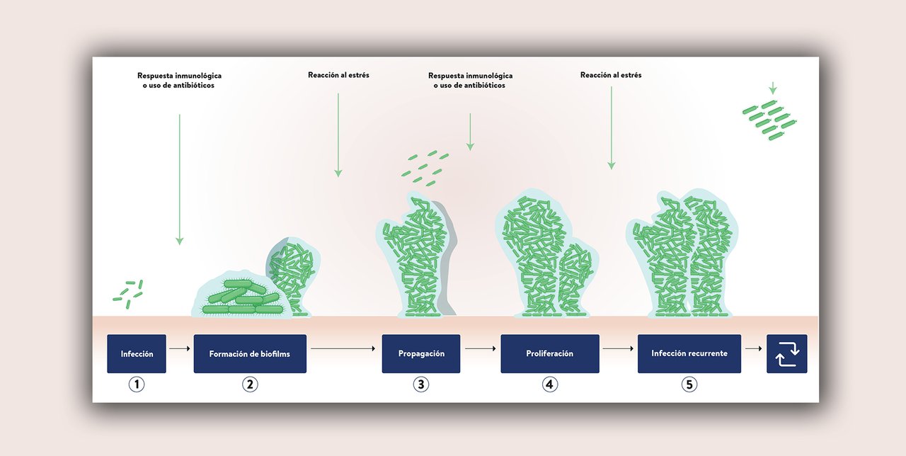 Biotecnología al servicio de la salud animal con AHV: Enfoque innovador para enfrentar el estrés y las infecciones crónicas