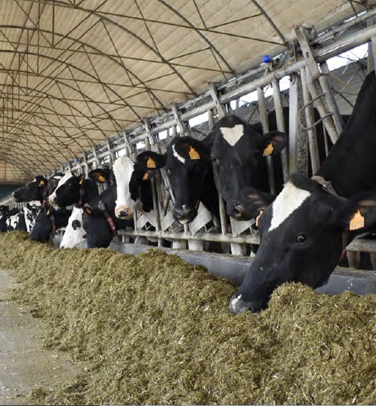 Empleo de ácidos grasos en vacas de leche, un nuevo paso hacia la alimentación de precisión
