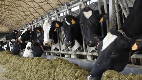 Empleo de ácidos grasos en vacas de leche, un nuevo paso hacia la alimentación de precisión