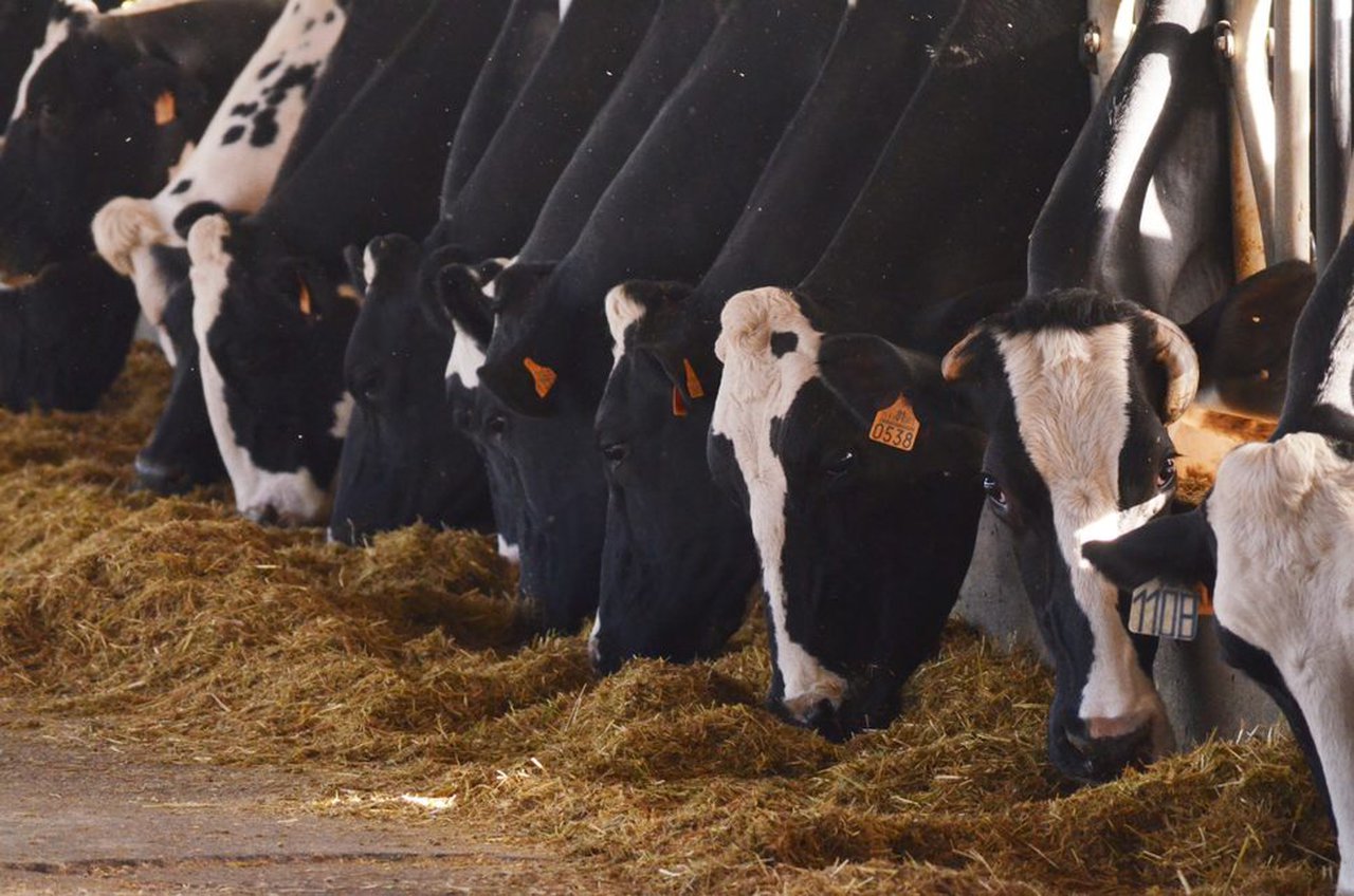 Balance de aminoácidos durante el periodo de transición en vacas lecheras. ¿Por qué es tan importante?