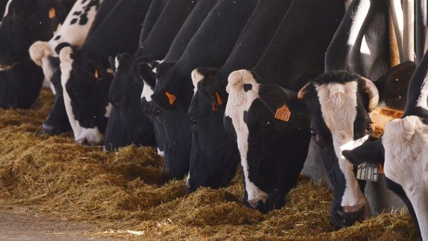 Balance de aminoácidos durante el periodo de transición en vacas lecheras. ¿Por qué es tan importante?