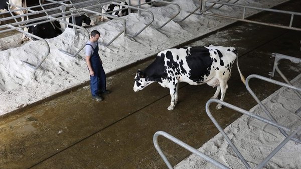 Despacito... al ritmo de la vaca