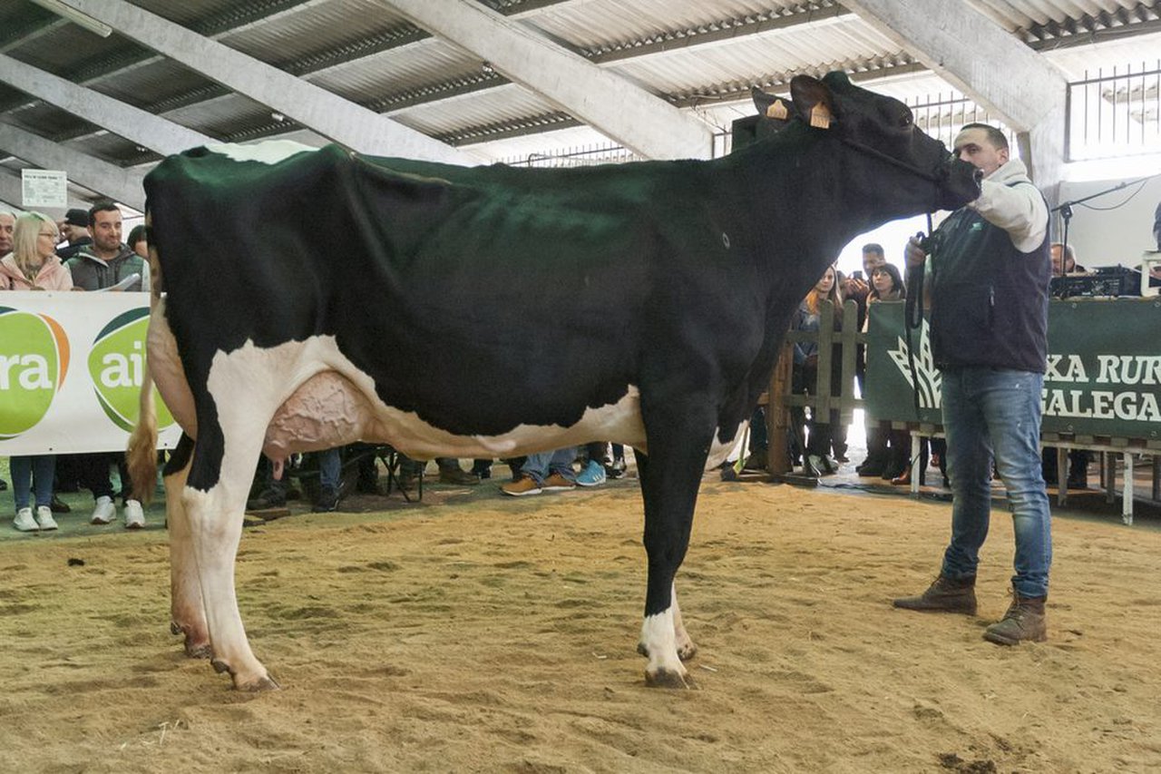 Esta hija de Torrel de segundo parto fue el animal más cotizado en la subasta de Chantada de 2020