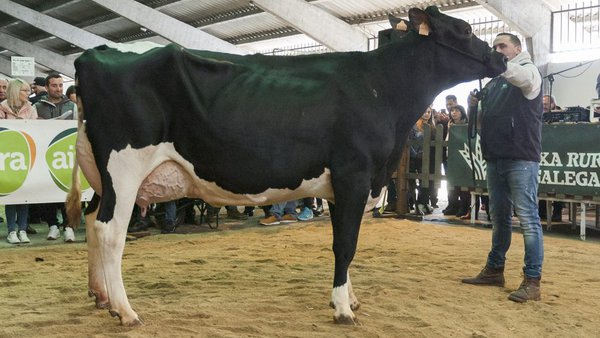 Esta hija de Torrel de segundo parto fue el animal más cotizado en la subasta de Chantada de 2020