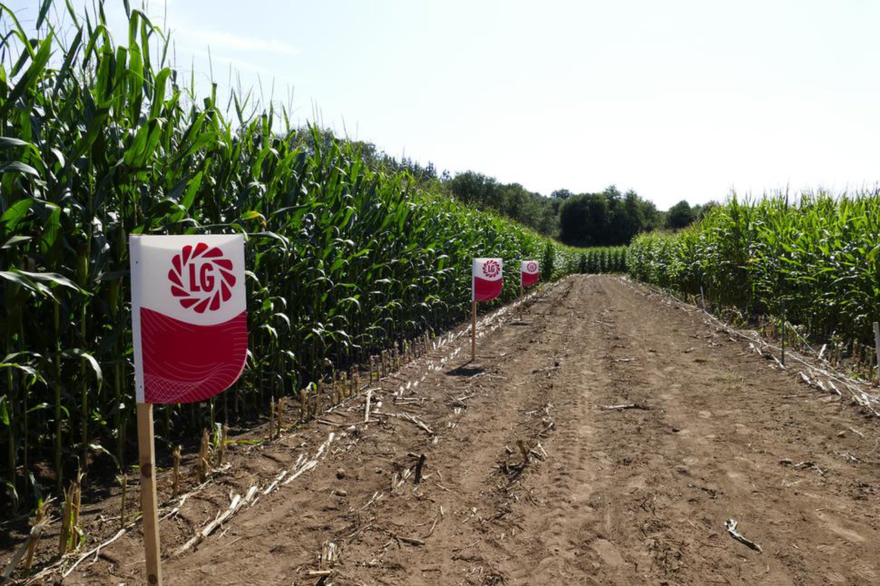 Limagrain busca en Galicia unha persoa para cubrir o posto de delegado/a comercial