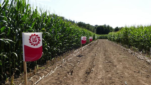 Limagrain busca en Galicia una persona para cubrir el puesto de delegado/a comercial
