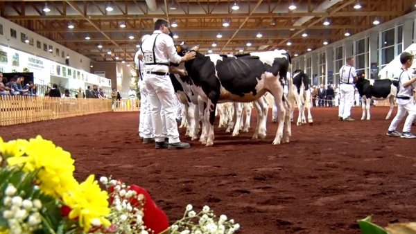 El show frisón de las Azores,  ¡ya en vídeo!