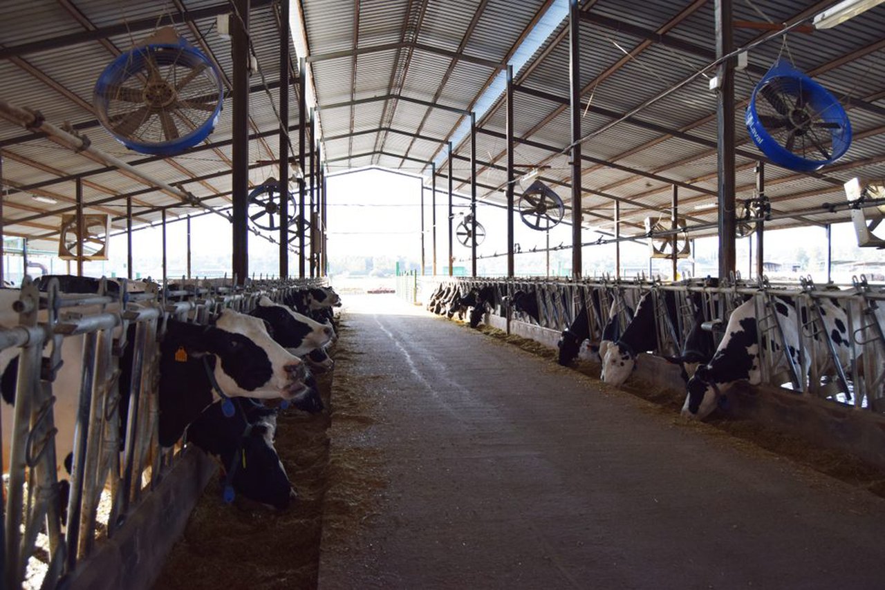 El enfriamiento de vacas en establos robotizados DeLaval